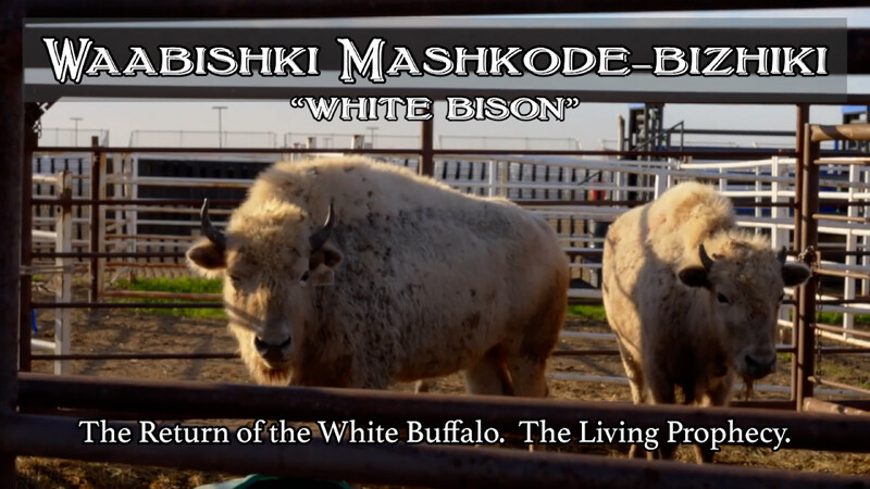 waabishki-mashkode-bizhiki
